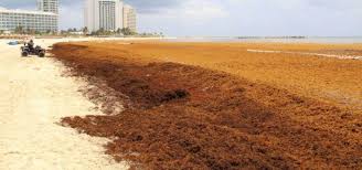 Alerta Semar de arribo considerable de sargazo en playas de Quintana Roo