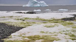 La costa de la Antártida se cubrió de “nieve verde”, es preocupante