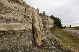 Descubren en Brasil un bosque de 290 millones de años