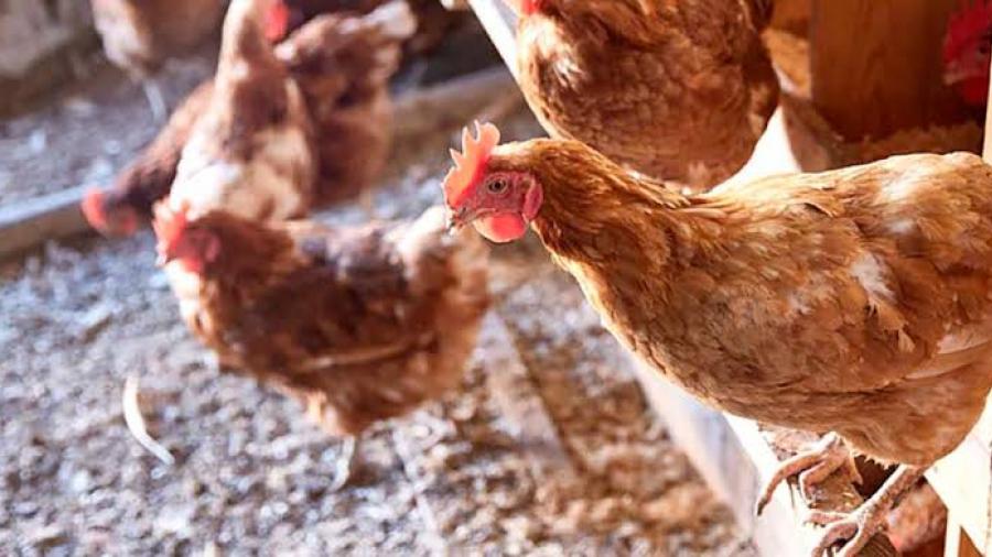 p47Q150JfyPSpqkTTJGJ