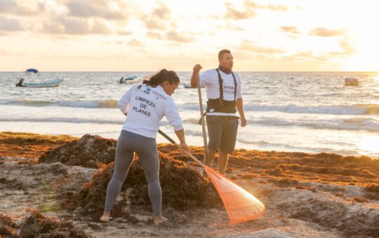 Suman esfuerzos para limpiar playas de Tulum