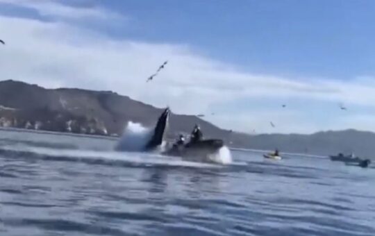 Turistas fueron «devoradas» por una ballena jorobada y lograron salir ilesas