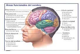 Identifican un área del cerebro que responde a las amenazas, según un estudio