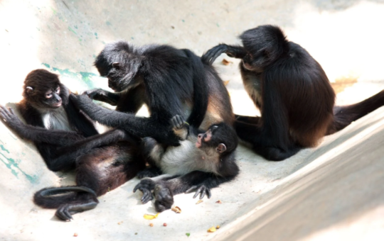 Más de 100 ejemplares de monos saraguatos han muerto posiblemente por la ola de calor