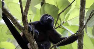 Unos 157 monos aulladores han muerto en Tabasco y Chiapas en días recientes