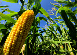 Gobierno prevé que producción de maíz blanco caiga 10% por sequía