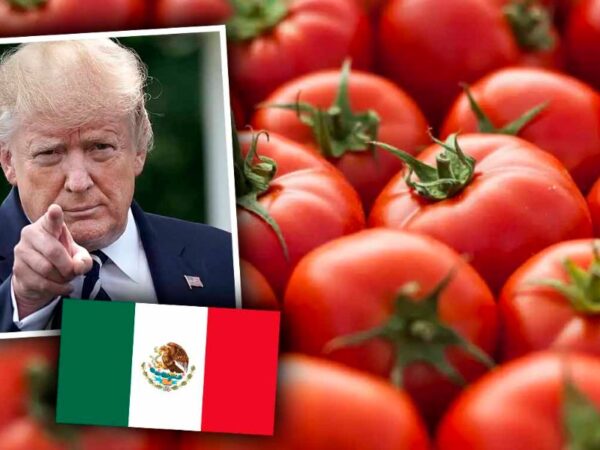 trump-impondra-aranceles-del-2091-al-jitomate-mexicano-613876